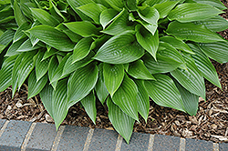 Leather Sheen Hosta (Hosta 'Leather Sheen') at Lakeshore Garden Centres