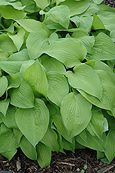 Blonde Elf Hosta (Hosta 'Blonde Elf') at Lakeshore Garden Centres