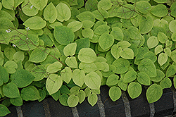 Bishop's Hat (Epimedium pubigerum) at Lakeshore Garden Centres