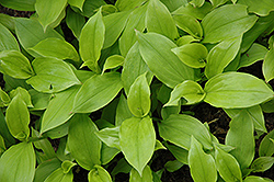 Gates of Heaven Toad Lily (Tricyrtis formosana 'Gates of Heaven') at Lakeshore Garden Centres