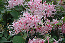 Camilla's Blush Azalea (Rhododendron 'Camilla's Blush') at Lakeshore Garden Centres