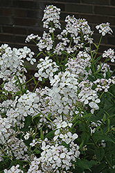 Dame's Rocket (Hesperis matronalis) at Lakeshore Garden Centres