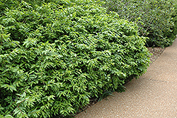 Rudy Haag Burning Bush (Euonymus alatus 'Rudy Haag') at Lakeshore Garden Centres