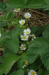 Surecrop Strawberry (Fragaria 'Surecrop') at Lakeshore Garden Centres