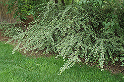 Coral Pearls Cotoneaster (Cotoneaster franchetii) at Lakeshore Garden Centres