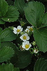 Earliglow Strawberry (Fragaria 'Earliglow') at Lakeshore Garden Centres