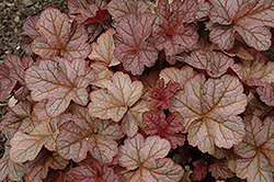 Pinot Gris Coral Bells (Heuchera 'Pinot Gris') at Lakeshore Garden Centres