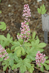 Viking Ship Foamy Bells (Heucherella 'Viking Ship') at Lakeshore Garden Centres