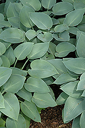 Blue Wedgewood Hosta (Hosta 'Blue Wedgewood') at Lakeshore Garden Centres