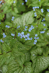 Mr. Morse Bugloss (Brunnera macrophylla 'Mr. Morse') at Lakeshore Garden Centres