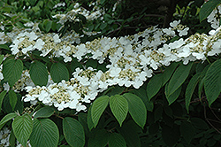 Shasta Doublefile Viburnum (Viburnum plicatum 'Shasta') at Lakeshore Garden Centres