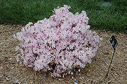 Bubblegum Rhododendron (Rhododendron 'Bubblegum') at Lakeshore Garden Centres