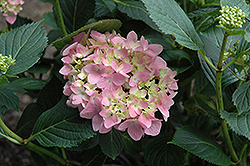 Shamrock Hydrangea (Hydrangea macrophylla 'Shamrock') at Lakeshore Garden Centres
