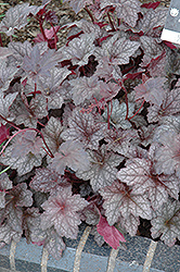 Purple Sails Coral Bells (Heuchera 'Purple Sails') at Lakeshore Garden Centres