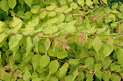 Dream Catcher Beautybush (Kolkwitzia amabilis 'Maradco') at Lakeshore Garden Centres