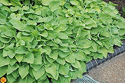 Birchwood Parky's Gold Hosta (Hosta 'Birchwood Parky's Gold') at Lakeshore Garden Centres