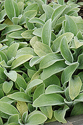 Primrose Heron Lamb's Ears (Stachys byzantina 'Primrose Heron') at Lakeshore Garden Centres