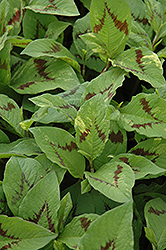 Painter's Palette Fleeceflower (Persicaria virginiana 'Painter's Palette') at Lakeshore Garden Centres
