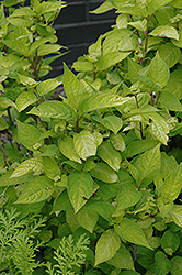 Golden Sunlight Hydrangea (Hydrangea serrata 'Golden Sunlight') at Lakeshore Garden Centres