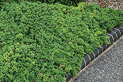 Green Mound Dwarf Japanese Juniper (Juniperus procumbens 'Green Mound') at Lakeshore Garden Centres
