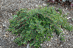Little Gem Cotoneaster (Cotoneaster adpressus 'Little Gem') at Lakeshore Garden Centres