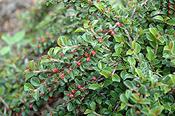 Little Gem Cotoneaster (Cotoneaster adpressus 'Little Gem') at Lakeshore Garden Centres