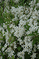 Nikko Deutzia (Deutzia gracilis 'Nikko') at Lakeshore Garden Centres