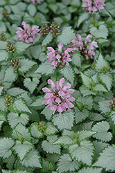 Pink Chablis Spotted Dead Nettle (Lamium maculatum 'Checkin') at Lakeshore Garden Centres