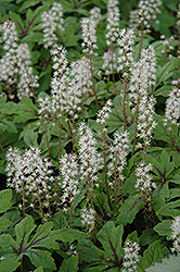 Stargazer Mercury Foamflower (Tiarella 'Stargazer Mercury') at Lakeshore Garden Centres