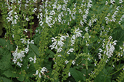 Ballet Swan Lake Sage (Salvia pratensis 'Swan Lake') at Lakeshore Garden Centres