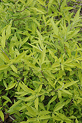 Worcester Gold Caryopteris (Caryopteris x clandonensis 'Worcester Gold') at Lakeshore Garden Centres