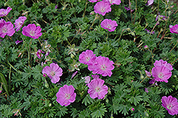 Little Bead Cranesbill (Geranium sanguineum 'Little Bead') at Lakeshore Garden Centres