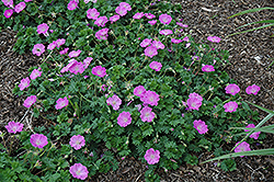 Little Bead Cranesbill (Geranium sanguineum 'Little Bead') at Lakeshore Garden Centres