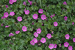 John Elsley Cranesbill (Geranium sanguineum 'John Elsley') at Lakeshore Garden Centres