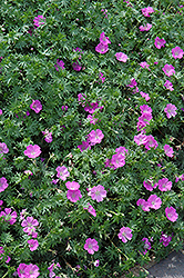 Alan Bloom Cranesbill (Geranium sanguineum 'Alan Bloom') at Lakeshore Garden Centres