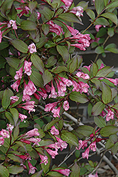 Black Magic Weigela (Weigela florida 'Black Magic') at Lakeshore Garden Centres