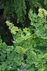 Illuminator Meadow Rue (Thalictrum flavum 'Illuminator') at Lakeshore Garden Centres