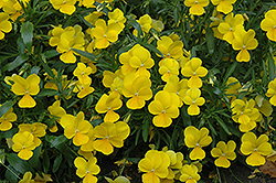 Rebel Yellow Pansy (Viola 'Rebel Yellow') at Lakeshore Garden Centres
