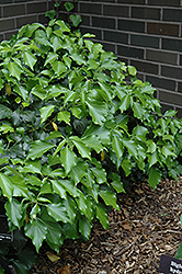 Shrubby Ivy (Hedera helix 'Arborescens') at Lakeshore Garden Centres