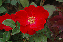 Home Run Rose (Rosa 'Home Run') at Lakeshore Garden Centres