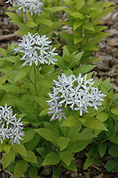 Short Stack Dwarf Blue Star (Amsonia tabernaemontana 'Short Stack') at Lakeshore Garden Centres