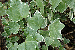 Midas Touch Ivy (Hedera helix 'Midas Touch') at Lakeshore Garden Centres
