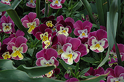 Ultima Baron Merlot Pansy (Viola 'Ultima Baron Merlot') at Lakeshore Garden Centres
