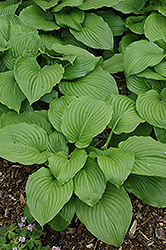 August Lily (Hosta plantaginea 'Grandiflora') at Lakeshore Garden Centres