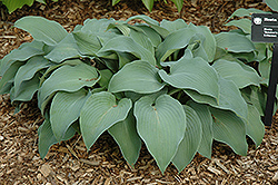 Betcher's Blue Hosta (Hosta 'Betcher's Blue') at Lakeshore Garden Centres
