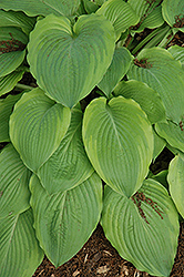Key Lime Pie Hosta (Hosta 'Key Lime Pie') at Lakeshore Garden Centres