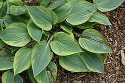 Peace Hosta (Hosta 'Peace') at Lakeshore Garden Centres