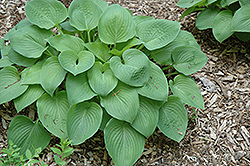 Candy Hearts Hosta (Hosta 'Candy Hearts') at Lakeshore Garden Centres