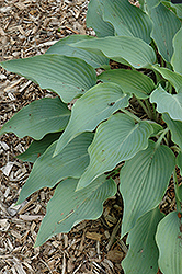 Barbara May Hosta (Hosta 'Barbara May') at Lakeshore Garden Centres