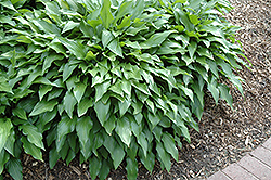 Autumn Wind Chinese Hosta (Hosta cathayana) at Lakeshore Garden Centres